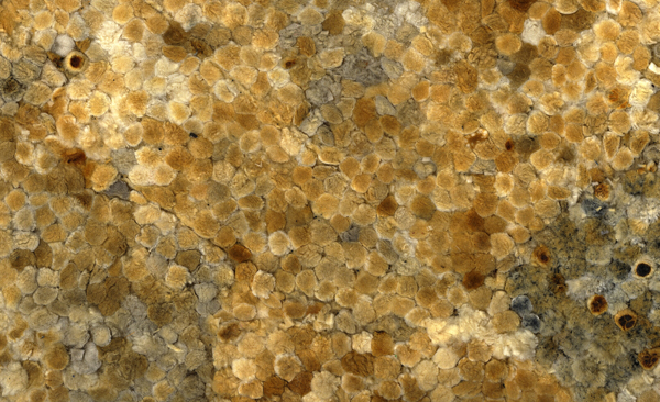 Cigarrette Piece (detail).